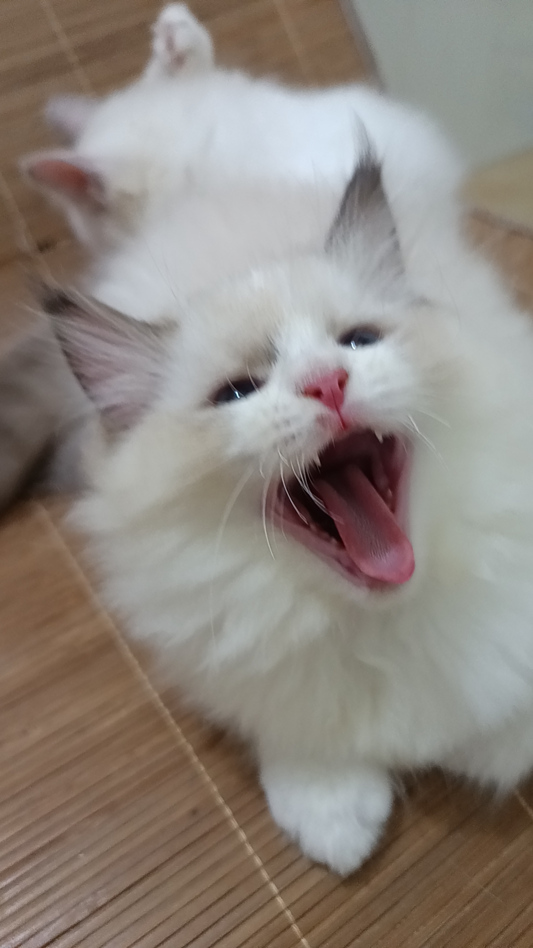 还剩最后一个妹妹